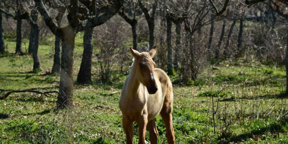 Ecologistas en Acción Sierras de la Comunidad de Madrid presenta alegaciones al Plan Parcial que pretende urbanizar la dehesa de Los Arroyuelos de Cercedilla