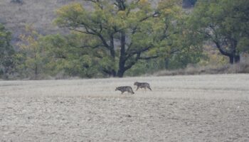 El Partido Animalista pide a los grupos parlamentarios que eviten el «desastre ecológico» y voten contra la caza del lobo