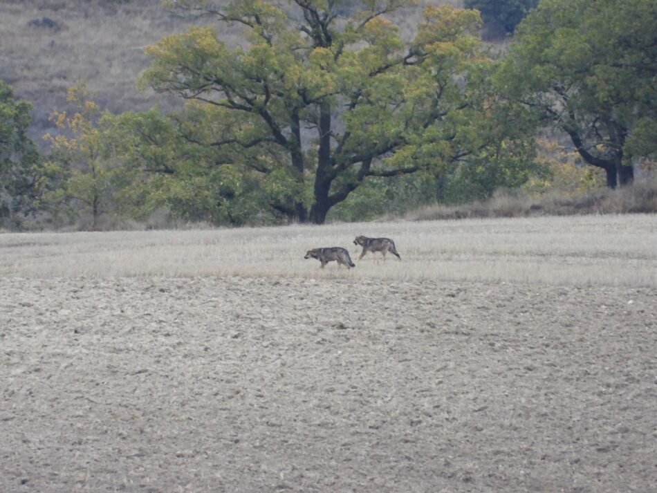 El Partido Animalista pide a los grupos parlamentarios que eviten el «desastre ecológico» y voten contra la caza del lobo