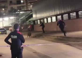 PACMA denuncia a los Mossos d’Esquadra por abatir a tiros a un jabalí en plena vía pública en Granollers